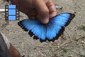 Scene_46_Holding a Morpho peleides